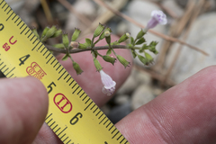 Clinopodium insulare