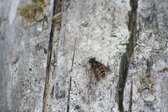 Sericomyia chalcopyga