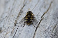 Parhelophilus rex