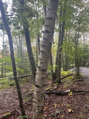 Betula papyrifera