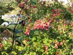 Viburnum opulus opulus
