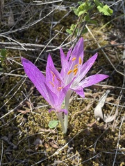 Colchicum bivonae