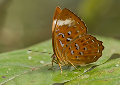 Taxila haquinus
