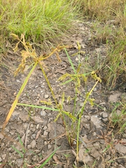 Cyperus iria