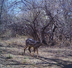 Mazama gouazoubira