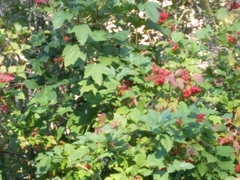 Viburnum opulus opulus