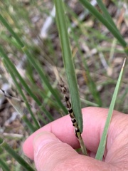 Equisetum laevigatum