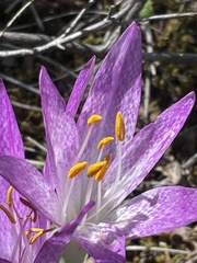 Colchicum bivonae