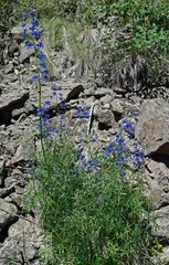 Delphinium barbeyi