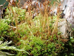 Streblotrichum enderesii
