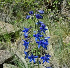 Delphinium barbeyi