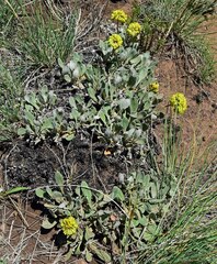 Eriogonum umbellatum