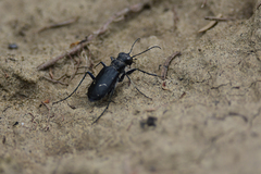 Cicindela longilabris