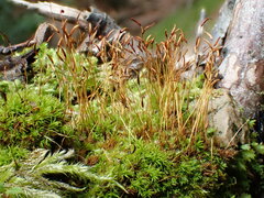 Streblotrichum enderesii