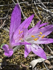 Colchicum bivonae