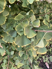 Ginkgo