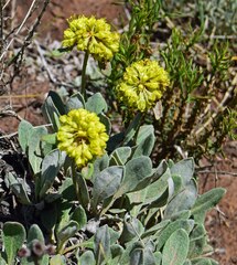 Eriogonum umbellatum