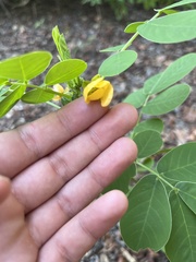 Senna obtusifolia