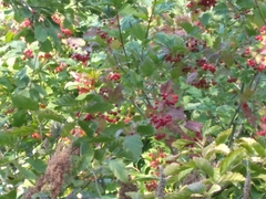 Viburnum opulus opulus