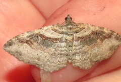 Costaconvexa centrostrigaria