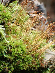 Streblotrichum enderesii