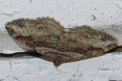 Costaconvexa centrostrigaria