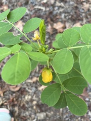 Senna obtusifolia