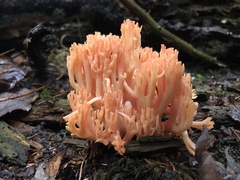Ramaria