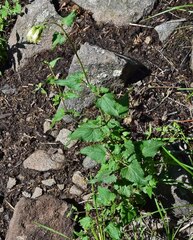 Brickellia grandiflora