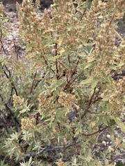 Chamaebatiaria millefolium