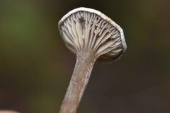 Cantharellula umbonata