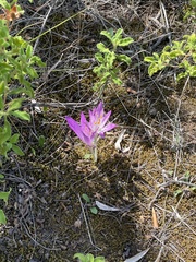 Colchicum bivonae