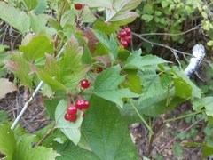 Viburnum opulus opulus