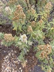 Chamaebatiaria millefolium
