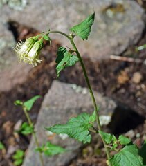 Brickellia grandiflora