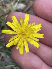 Hypochaeris glabra