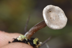 Cantharellula umbonata