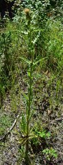 Cirsium parryi