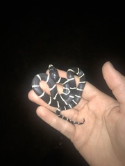 Lampropeltis californiae