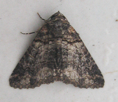 Pericyma atrifusa