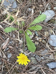 Hypochaeris glabra