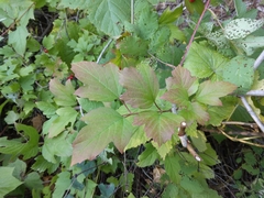 Viburnum opulus opulus