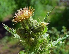 Cirsium parryi