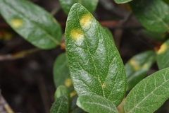 Puccinia caricis-shepherdiae
