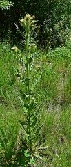 Cirsium parryi