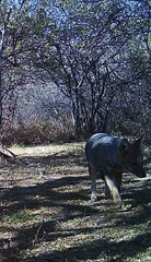 Lycalopex gymnocercus