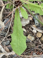 Hypochaeris glabra
