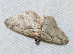 Costaconvexa centrostrigaria