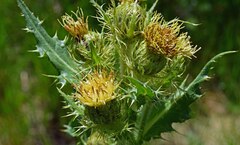 Cirsium parryi