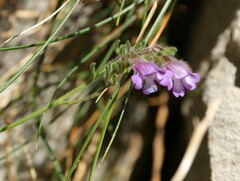 Chaenorhinum origanifolium